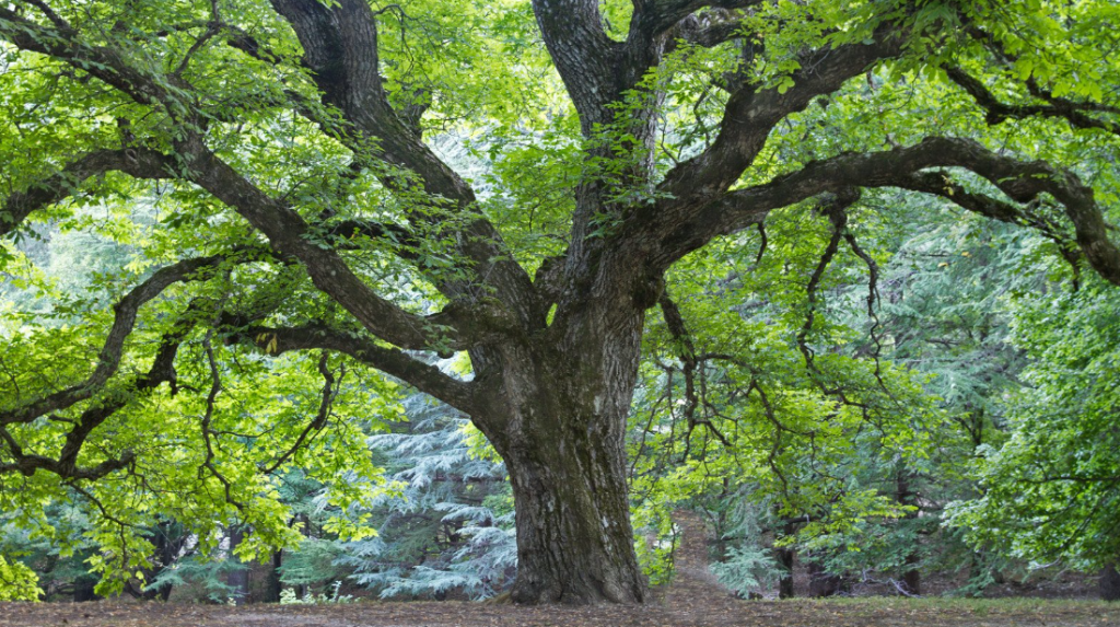 Verkiezing voor mooiste boom van Overijssel gestart