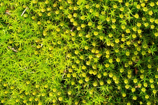 Mossen, korstmossen en microscopen centraal tijdens natuurwerkavond in Almelo