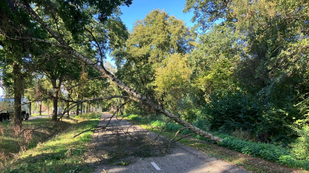 Valwind aan Lankampsweg niet meteorologisch vastgesteld, twee bomen later alsnog gekapt