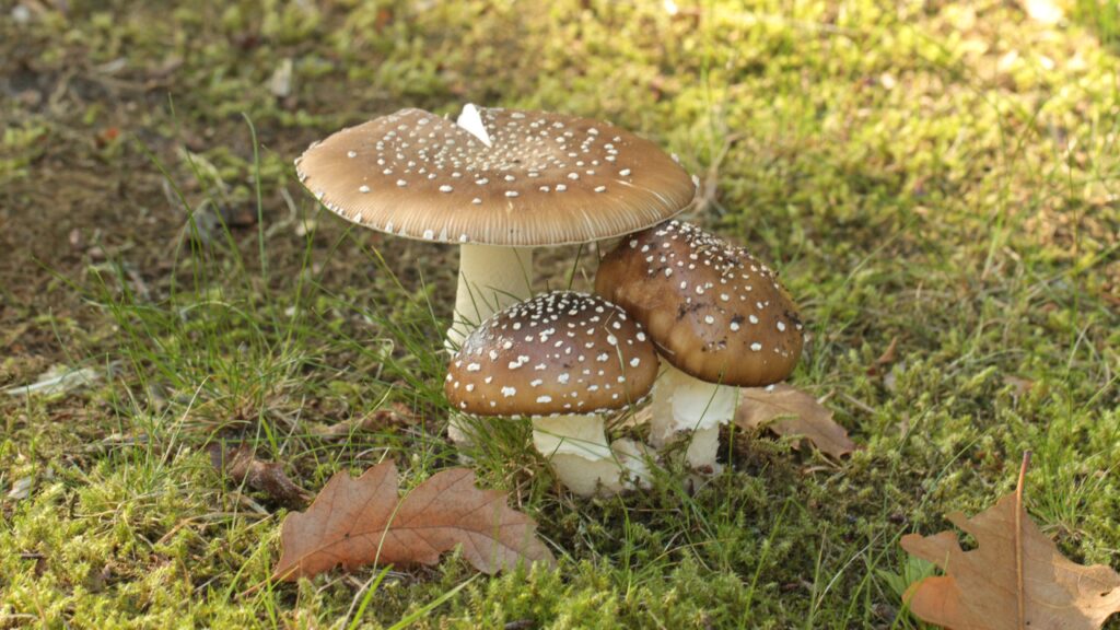 Op zoek naar paddenstoelen tijdens excursie in de Gravenallee