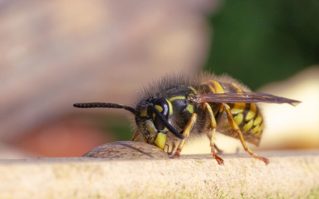 Minder wespen geteld in Overijssel, maar limonadewesp blijft nummer één